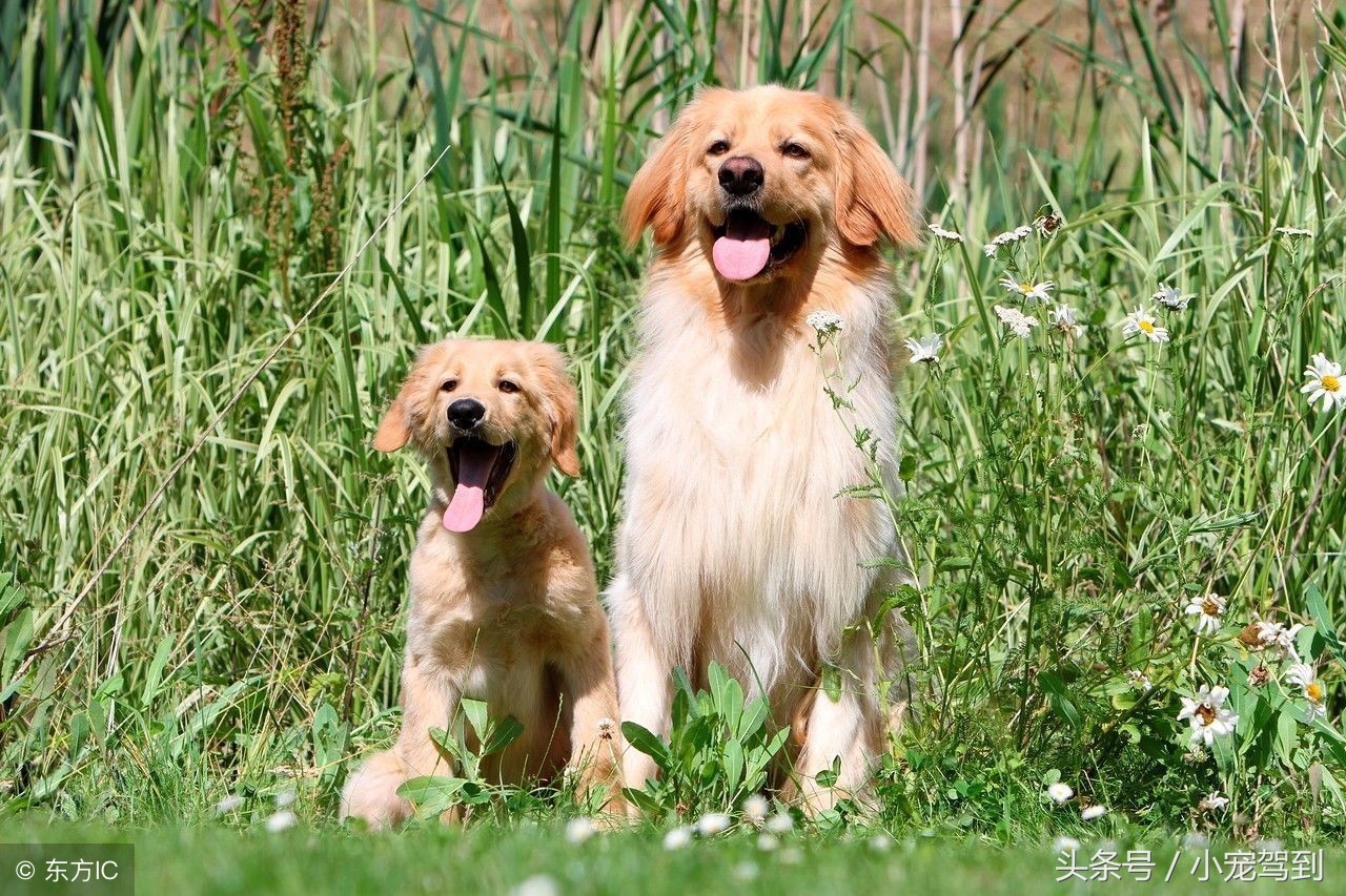 养狗的必备药物有哪些图片,养狗必备的100种药