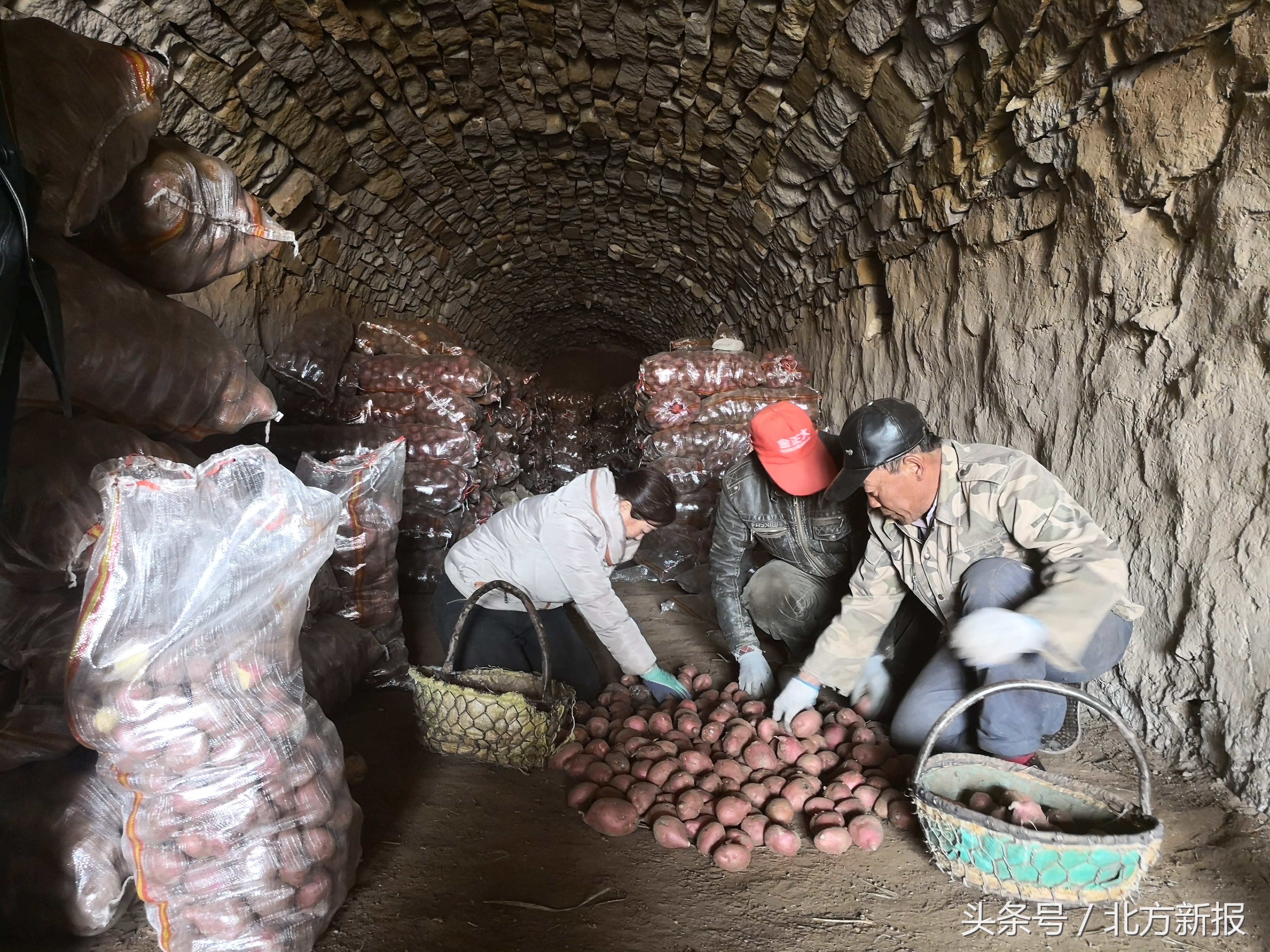 内蒙古武川县土豆滞销,呼和浩特武川县土豆基地