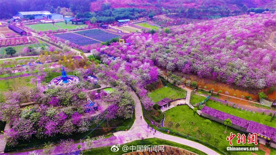 美爆了雨中的园博园风景美如画,美爆最美樱花大道继续绽放