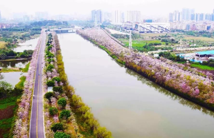 美爆了雨中的园博园风景美如画,美爆最美樱花大道继续绽放