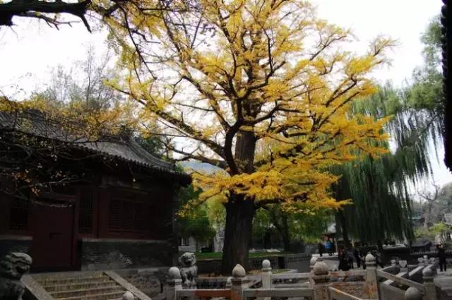 山西太原旅游攻略晋祠,太原文旅晋祠