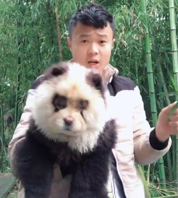 熊猫一样的狗子,狗子假扮熊猫的迷惑行为搞笑视频