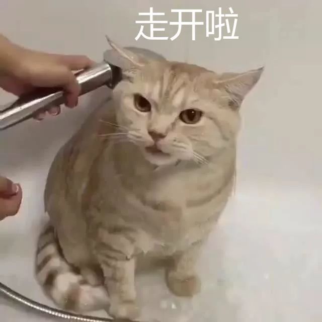猫洗澡和spa哪个好,猫咪真的喜欢做spa