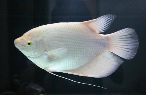 招财鱼饲养的技巧,招财鱼最佳饲养方法