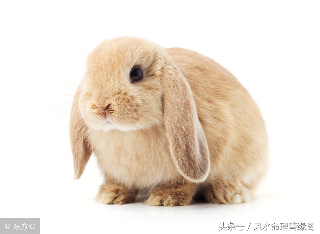 2018年十二生肖总体运势解析,2018年十二生肖每周运势详解