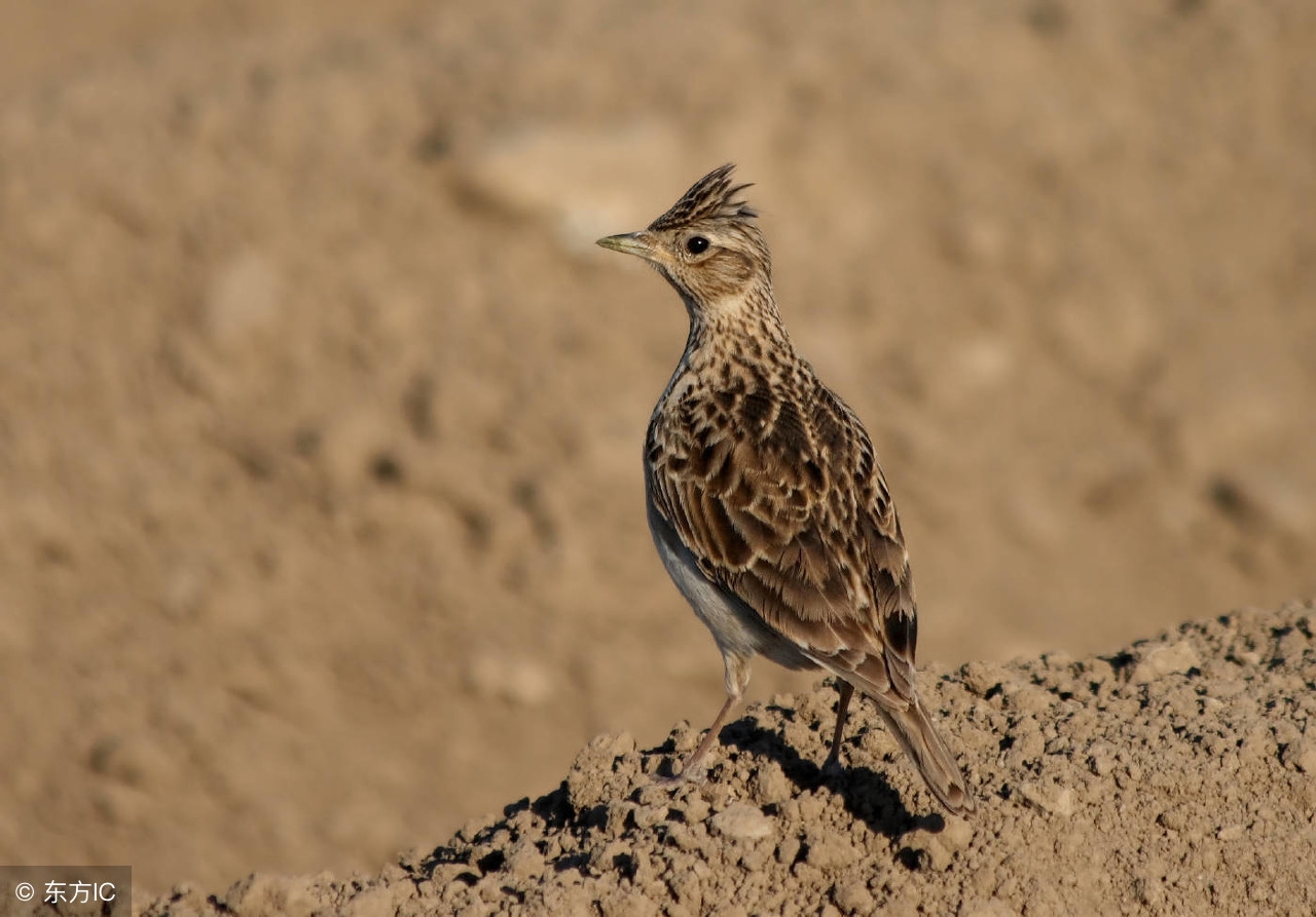 百灵鸟怎么养百灵鸟饲养需要注意的事项