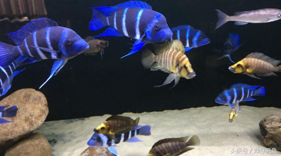 养三湖慈鲷的鱼缸,什么鱼缸适合养三湖慈鲷