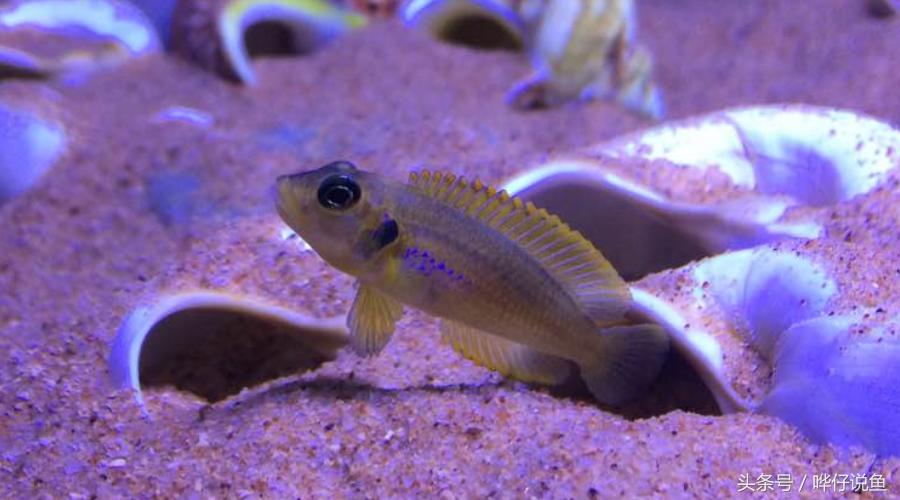 龙鱼三湖慈鲷混养大型缸,养三湖慈鲷的鱼缸选择