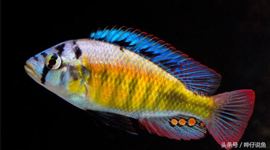 养三湖慈鲷的鱼缸,什么鱼缸适合养三湖慈鲷