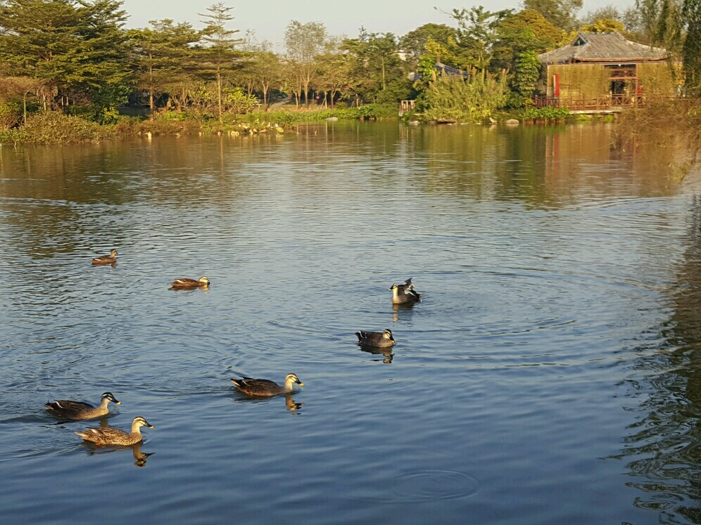 海珠湖国家湿地公园钓鱼,海珠湖国家湿地公园开放时间