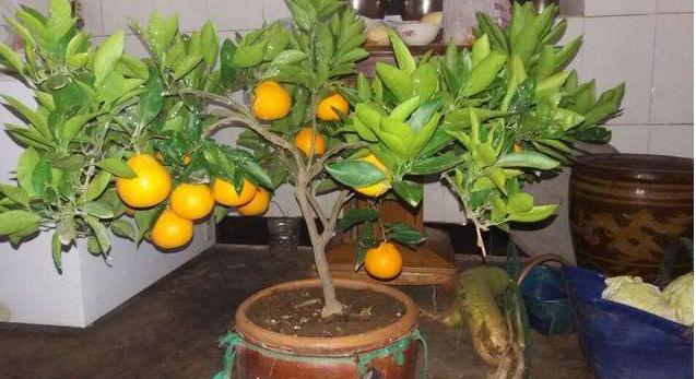 家里种了橘子不好卖怎么办,柑橘不想要它开花怎么办