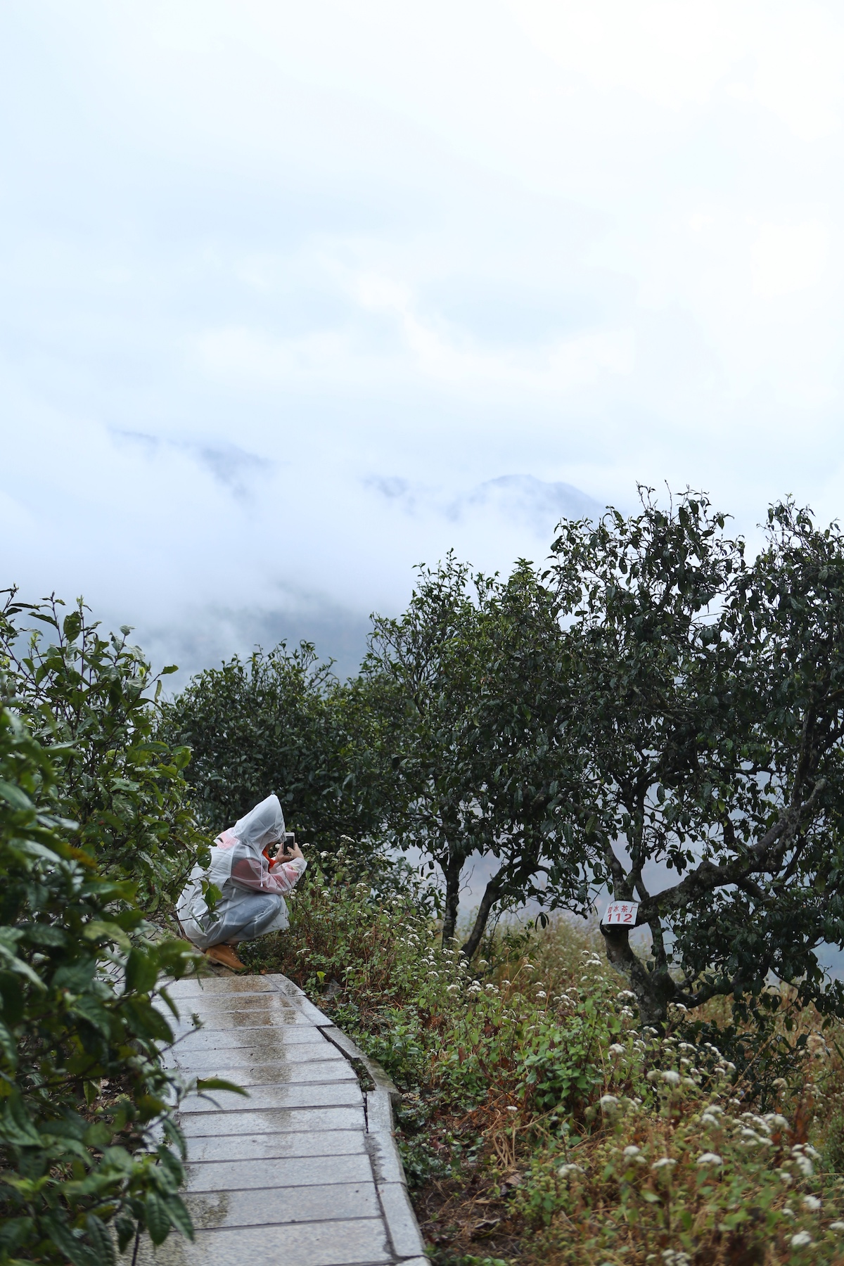 如何鉴别普洱茶的古树和台地茶,90年代末易武乔木古树普洱茶