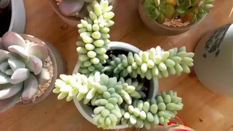 为了多肉改造阳台,疯狂的她