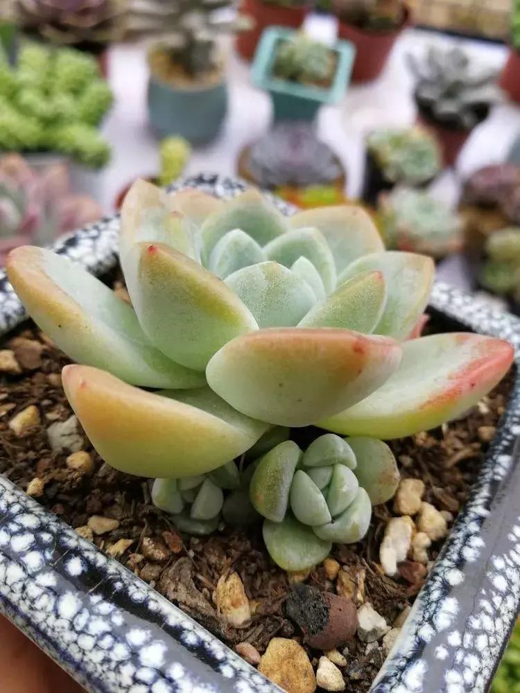 为了多肉改造阳台,疯狂的她