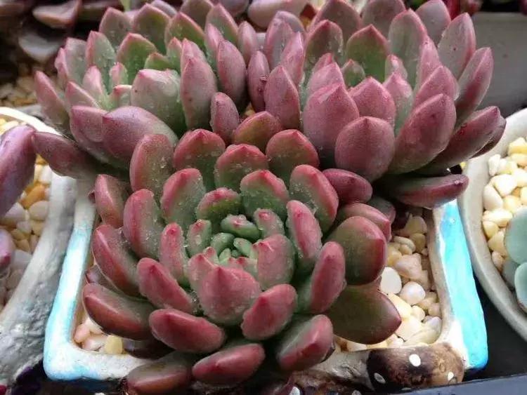 为了多肉改造阳台,疯狂的她