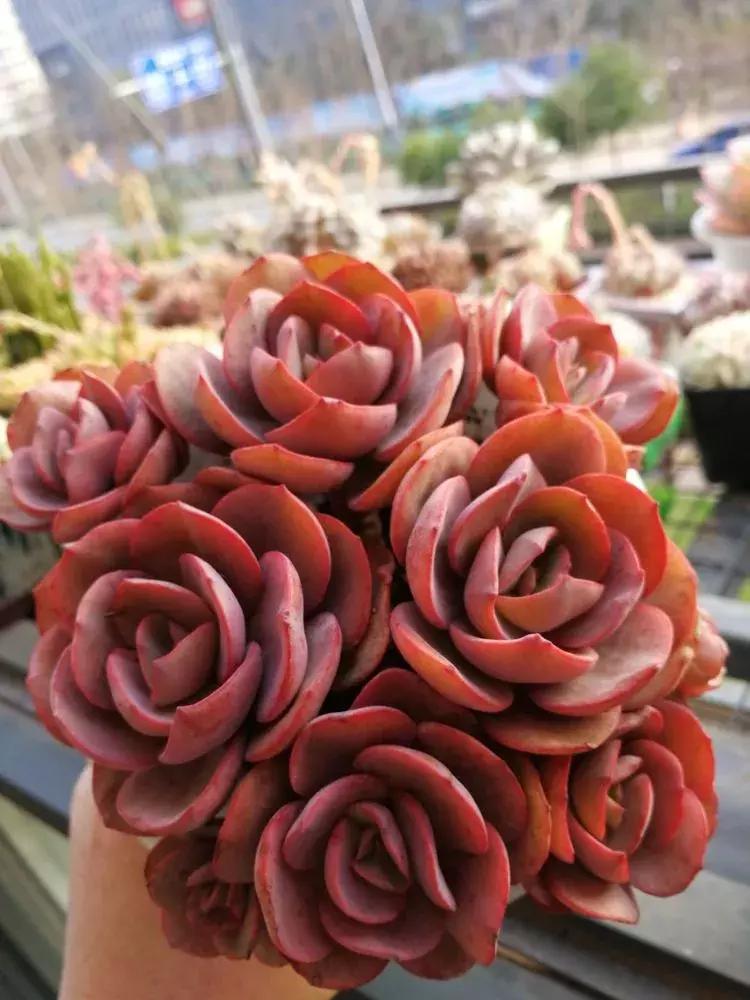 为了多肉改造阳台,疯狂的她