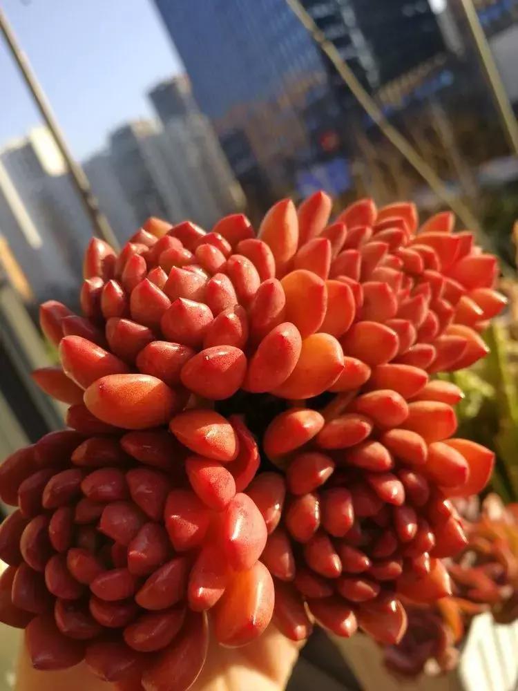 为了多肉改造阳台,疯狂的她