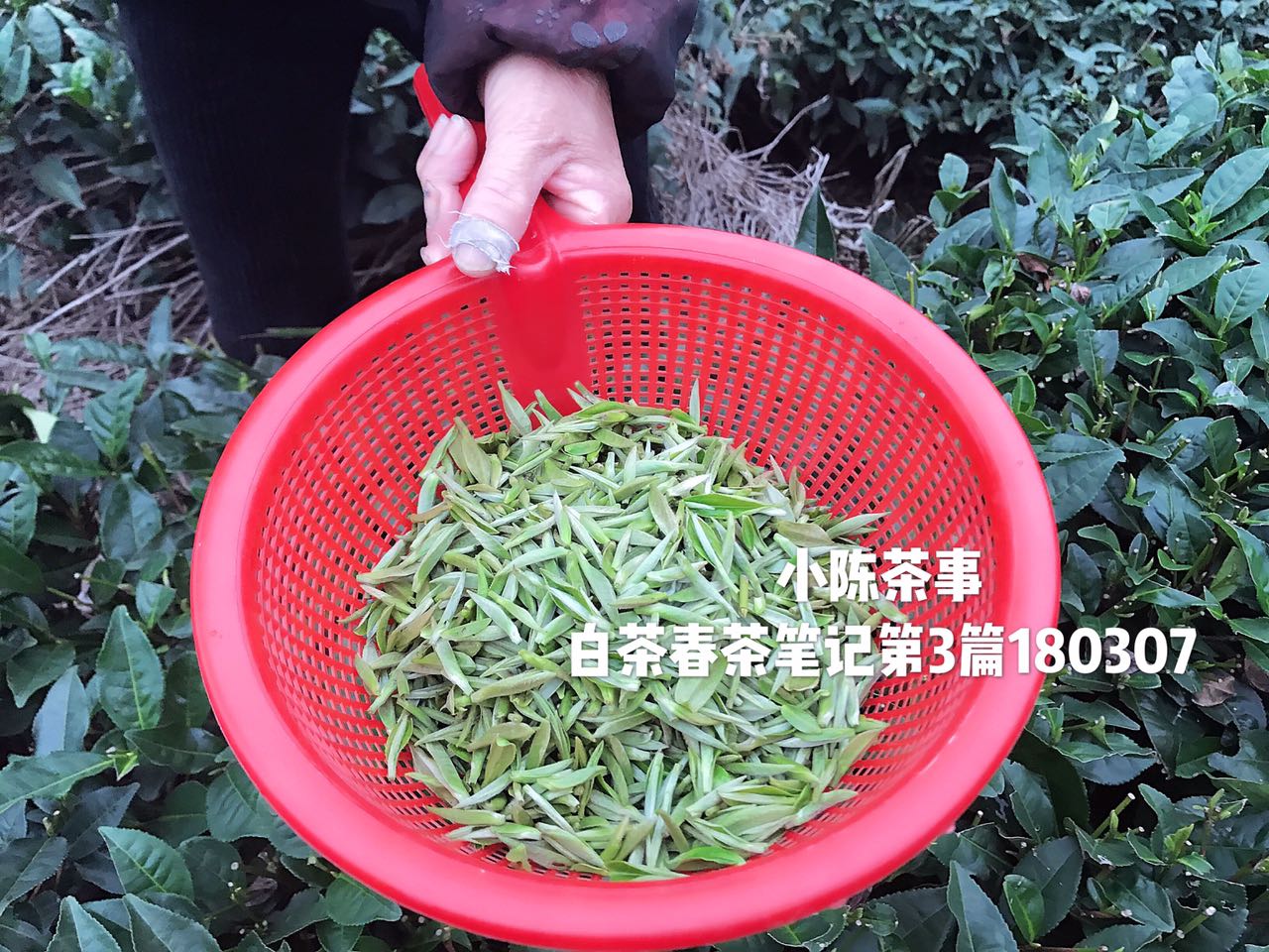 白茶散茶还是茶饼最有收藏价值,白茶茶饼和散茶哪一款值得收
