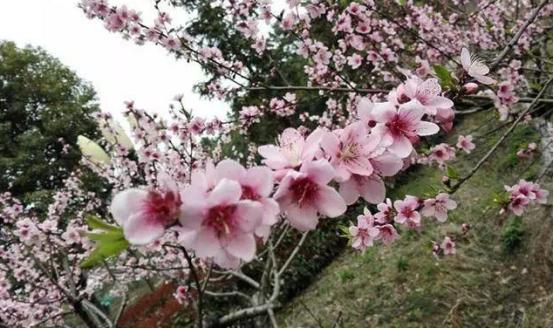 武汉2020五一周边自驾一日游,武汉五一自驾周边游推荐2022