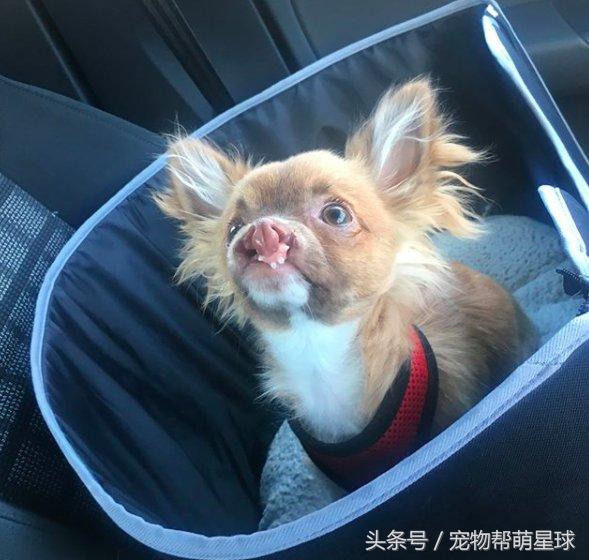 狗狗唇腭裂是什么导致的,小狗唇腭裂能活下去么
