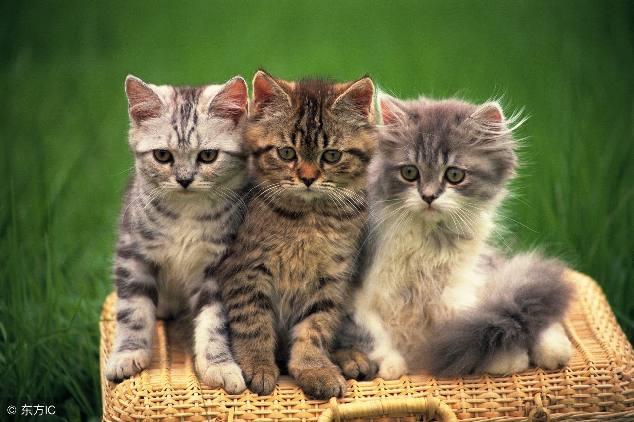 花盆里的猫尿味怎么去除,棉被猫尿味怎么彻底去除