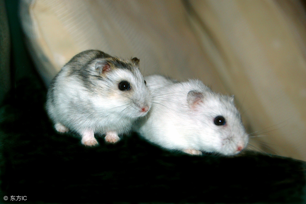 银狐仓鼠和布丁仓鼠如何分辨公母,布丁仓鼠反白的样子