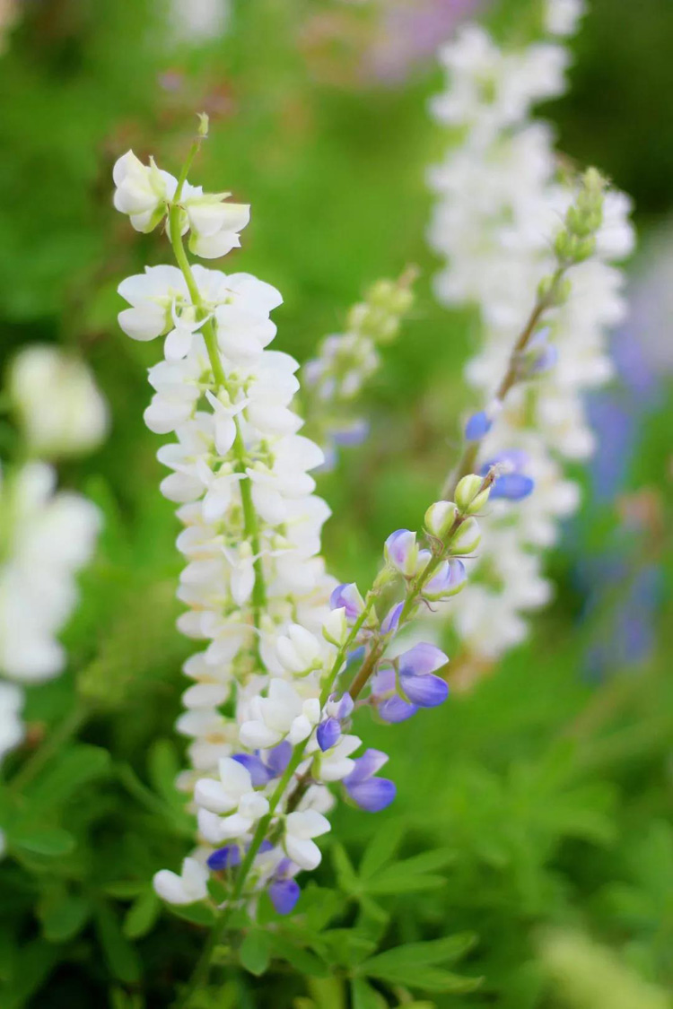春风十里，不如花开万株！周末去哪？带你玩转特呈岛！