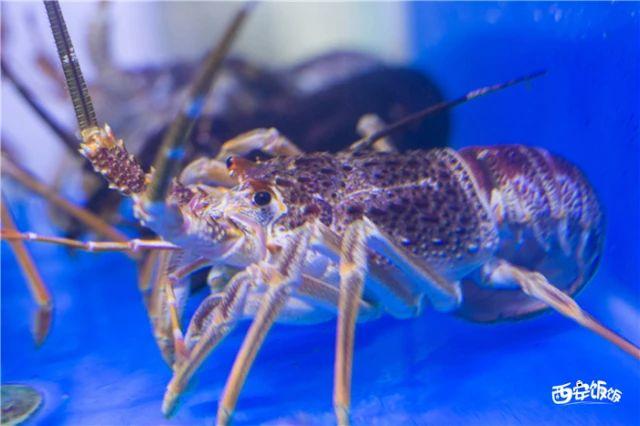 全西安最值得去的饭店,全西安最大的海鲜餐厅