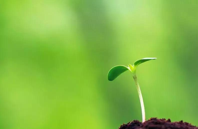 散文生命之果,散文生命的脆弱