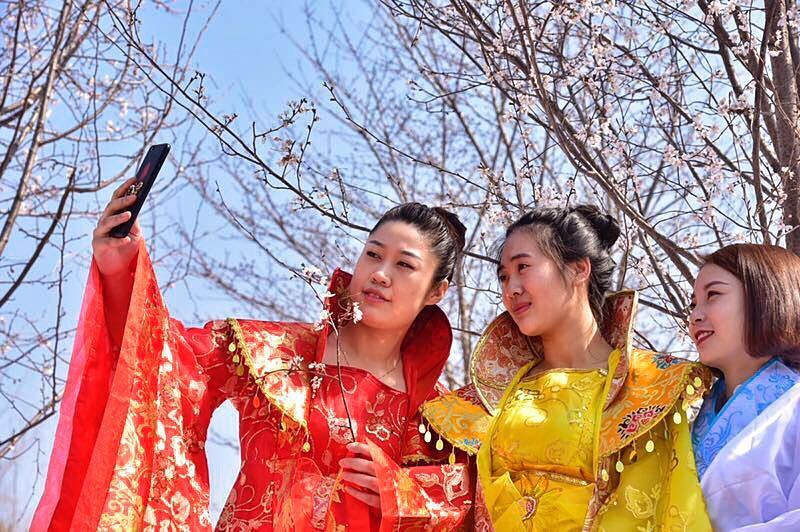 朝花三月樱满京城北京最大樱花园落户蓝调庄园