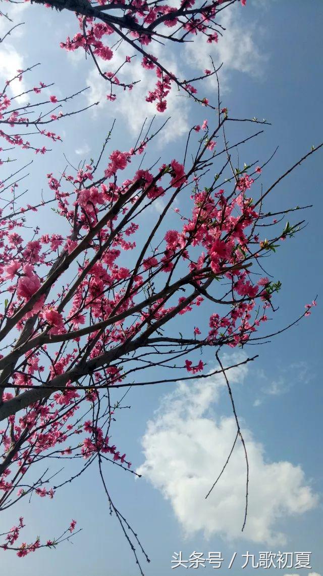 雅安桃花岛桃花开了没有,雅安桃花岛景区