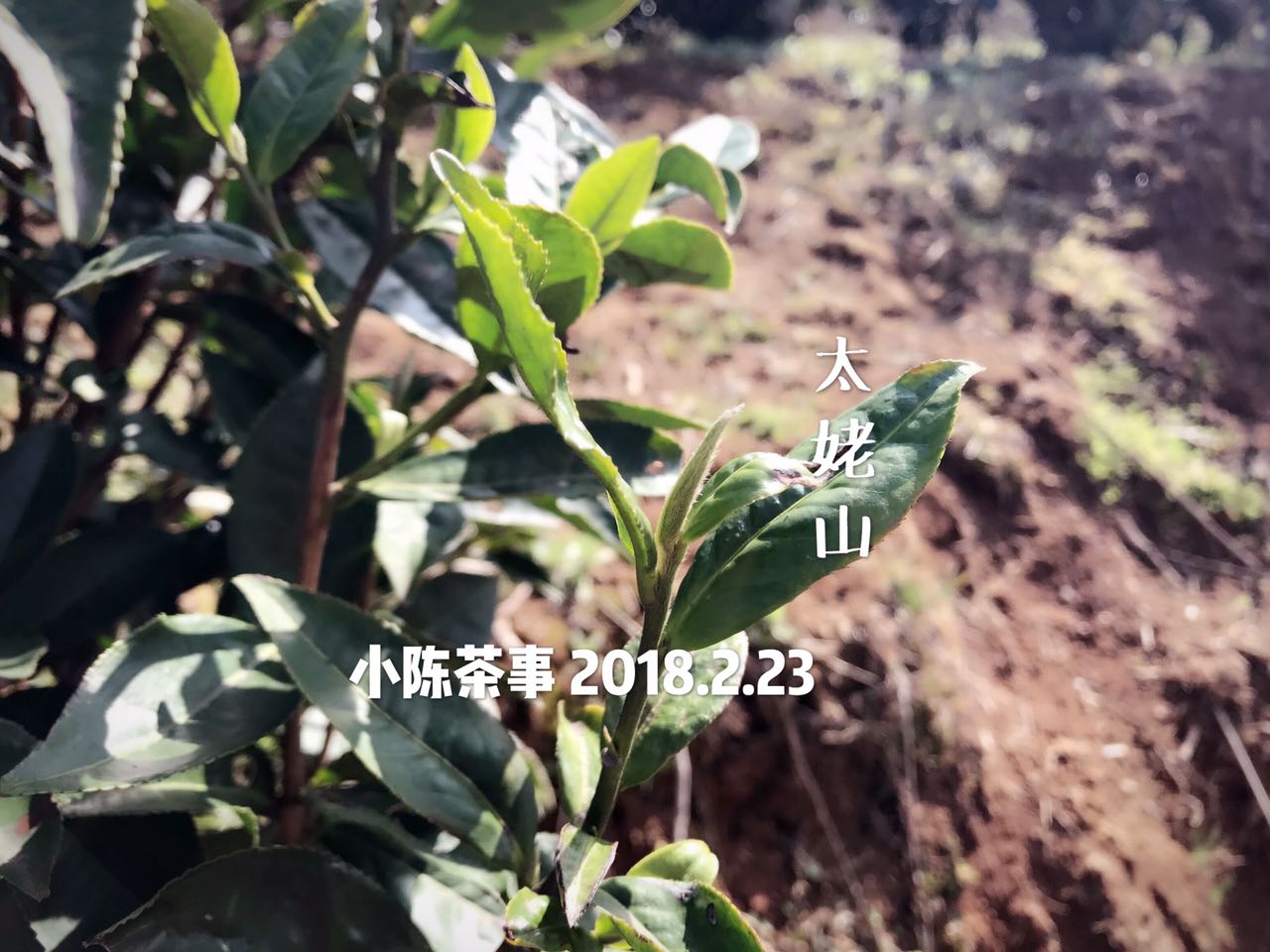 白茶有什么优劣,白茶是阴山茶好喝还是阳山茶好喝