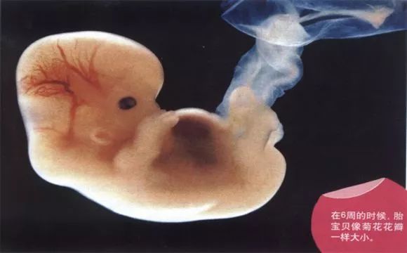 没有胎心不要慌10周,没有胎心不要慌孕酮低