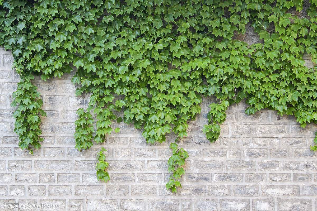 没有爬山虎到不了的地方一切地方都是爬山虎的家