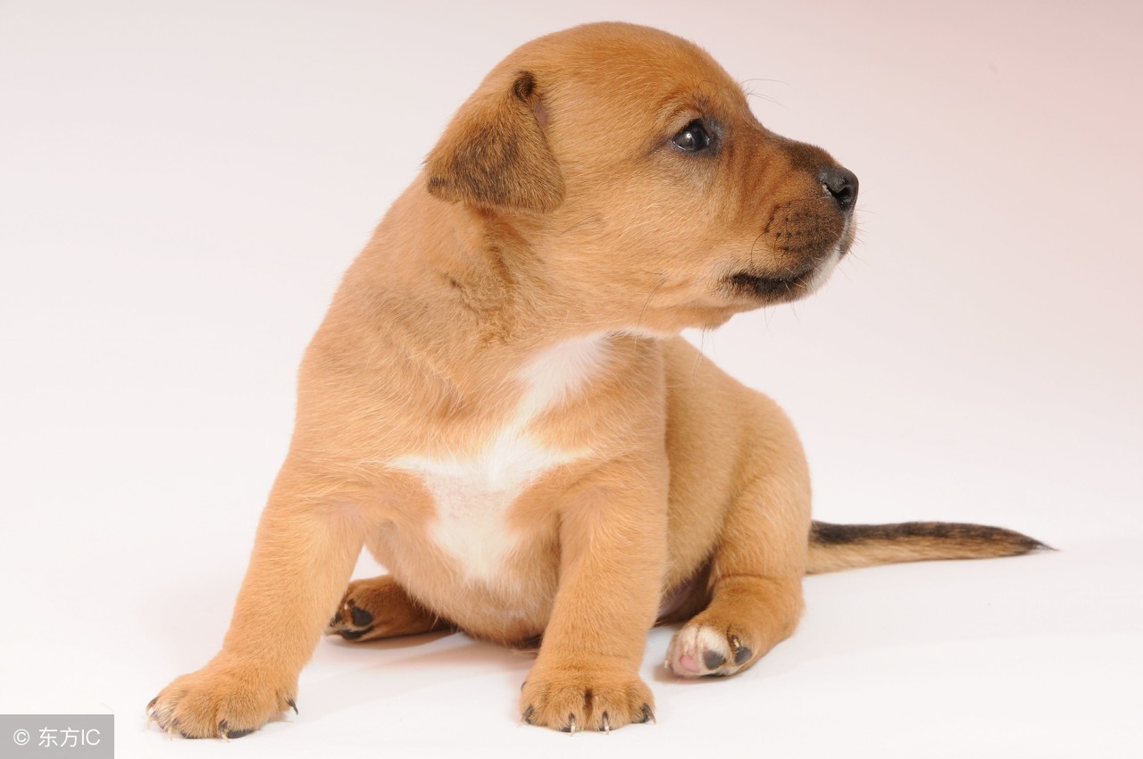 千万别买这几种狗有可能是星期狗,星期狗一般几天有症状