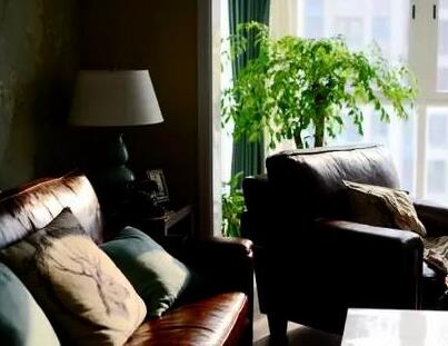 吸甲醛最好的绿植是什么,吸甲醛的绿植哪个最好