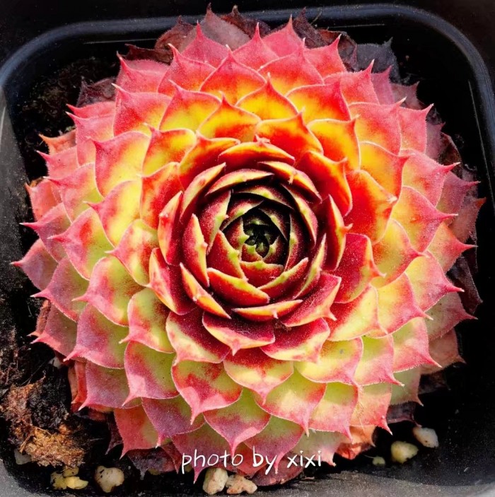 多肉种植的一些常见问题,多肉虹之玉锦的种植方法