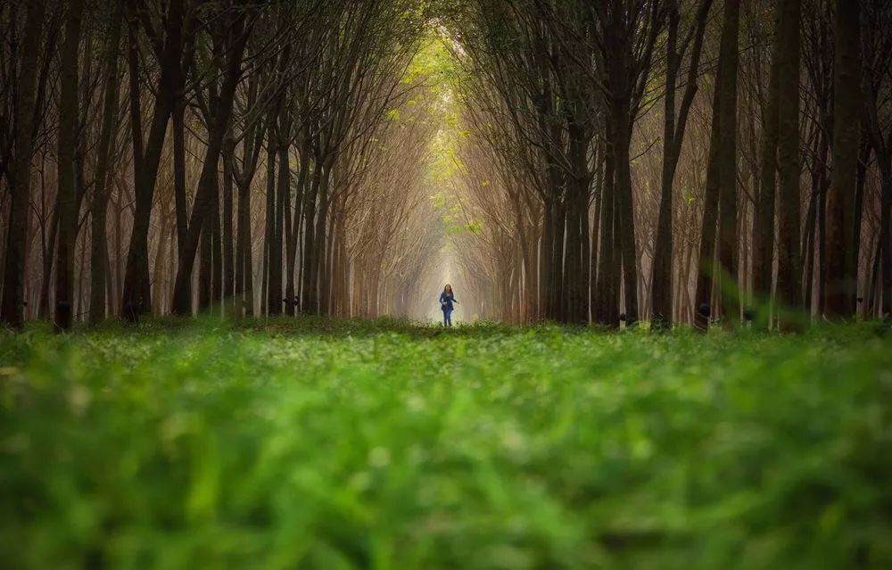 5万㎡大树草坪！金融区森林豪宅，它或是“世界杭”又一张新名片