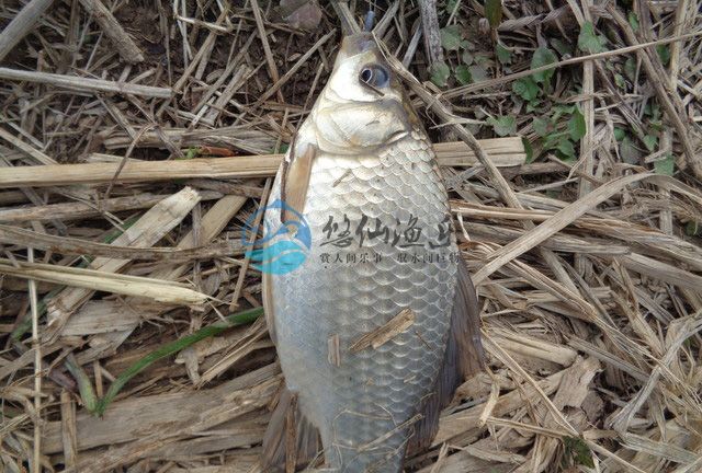 钓鱼大师谈野钓,悠仙钓鱼视频全集