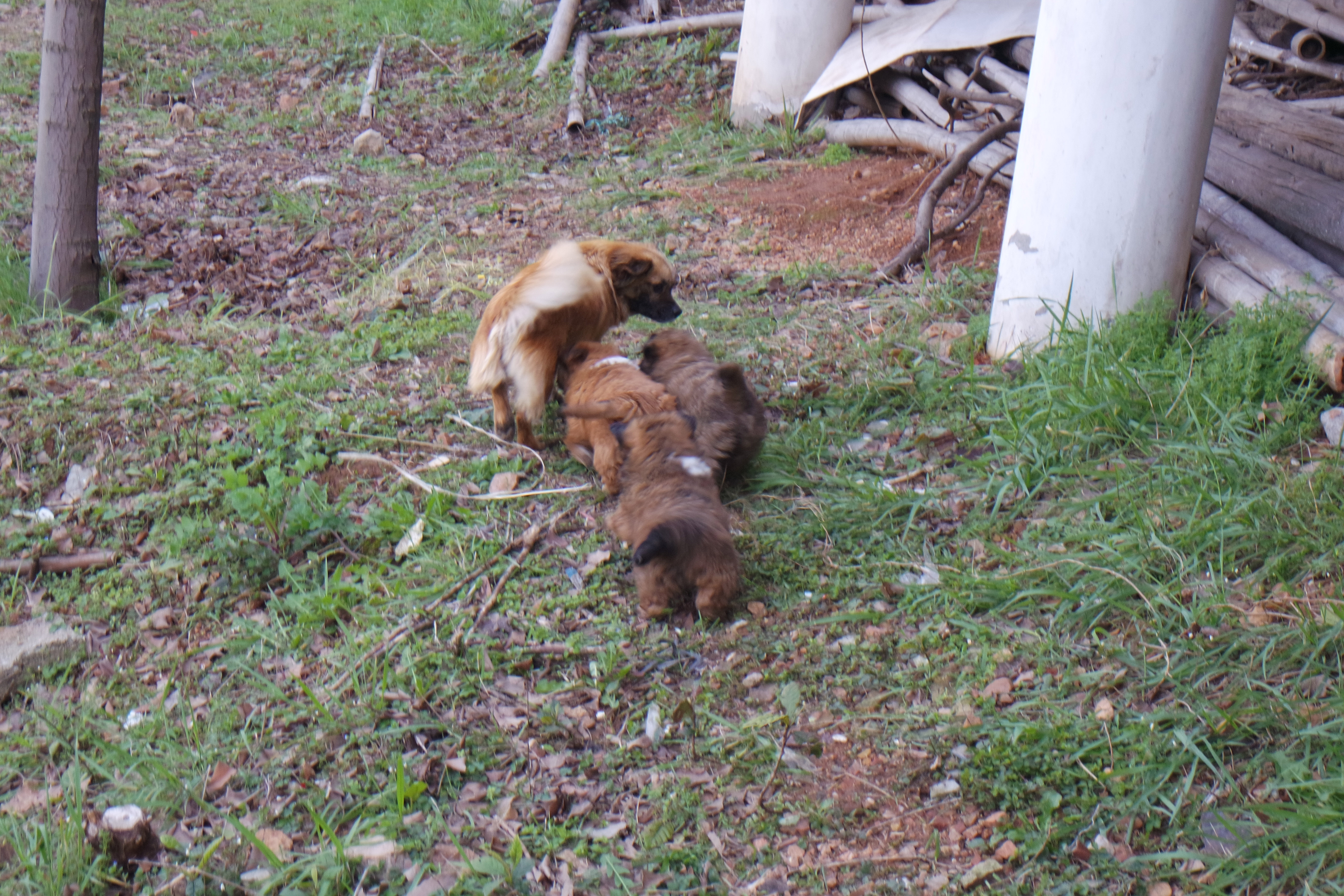 武昌理工学院的樱花,武昌理工学院回忆
