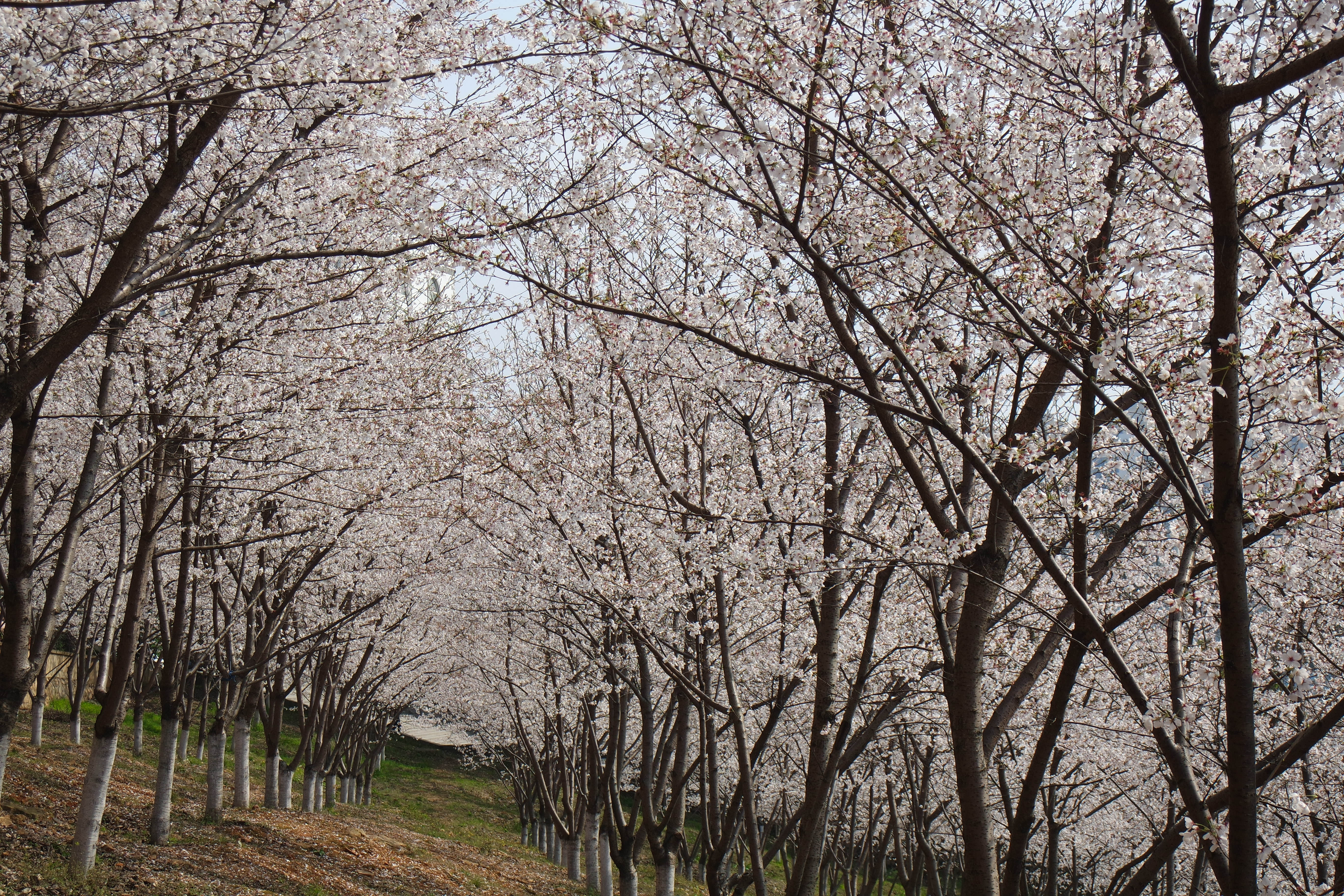 武昌理工学院的樱花,武昌理工学院回忆