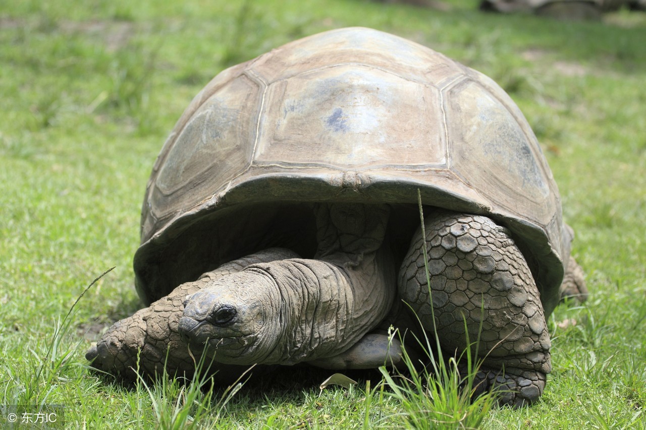 山龟的食物有哪些,野生陆龟吃什么