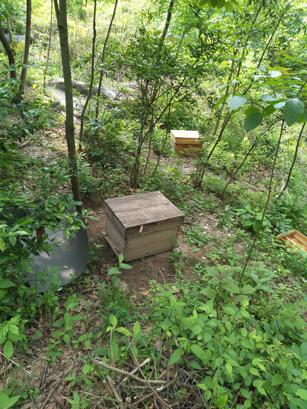 金环胡蜂和黑盾胡蜂养哪个比较好,金环胡蜂养殖全套技术公布