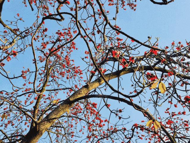 东京芝士料理 (旧街上的芝士料理)
