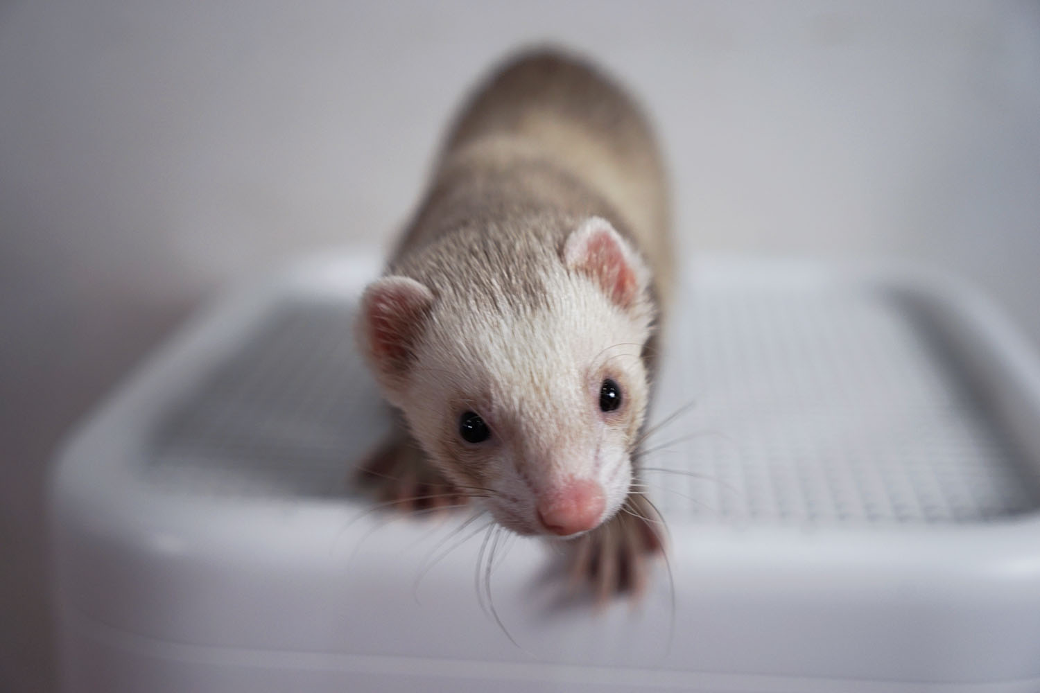 空气净化器除宠物屎味吗,空气净化器能去除宠物异味吗