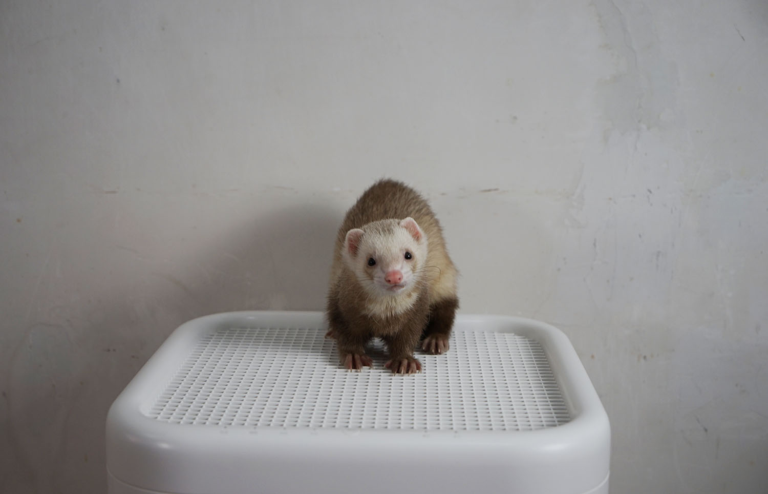 空气净化器除宠物屎味吗,空气净化器能去除宠物异味吗