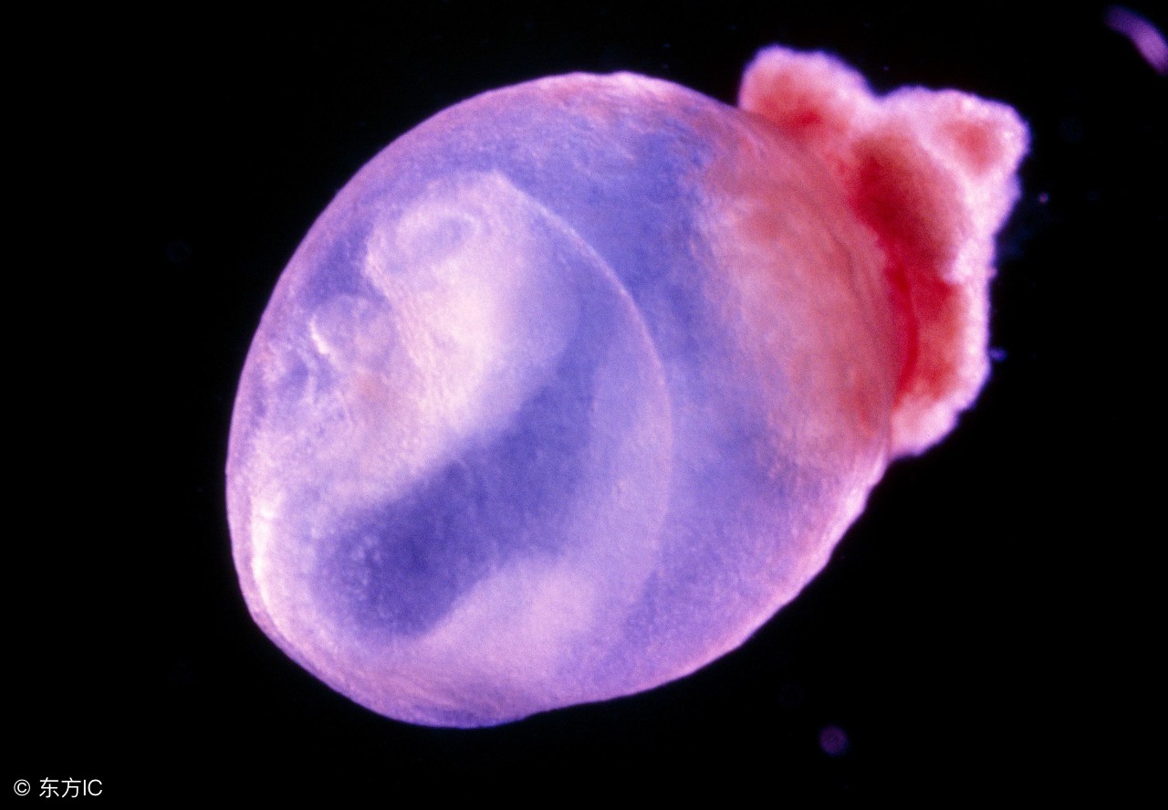 备孕孕期人群必知：胎囊、胎芽和胎心到底是什么？