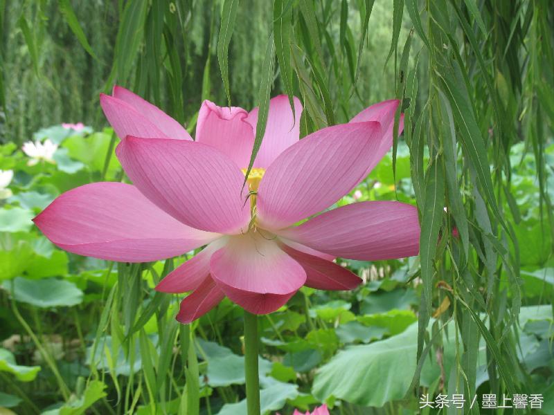 怡人的风景美景,湖南怡人园林