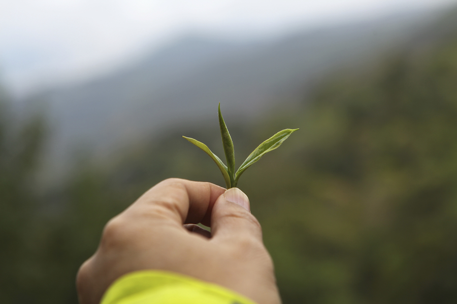 古树普洱茶价格怎么差这么多,古树普洱茶价格怎么差这么多呢