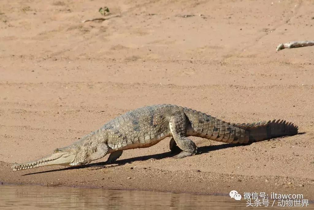 扬子鳄被称为古老的爬行动物,新生代爬行动物巨鳄